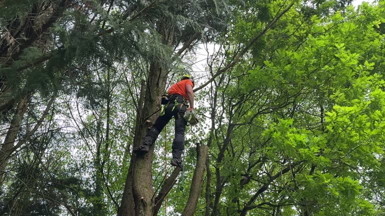  , AR Tree Removal and Landscaping Services Pros